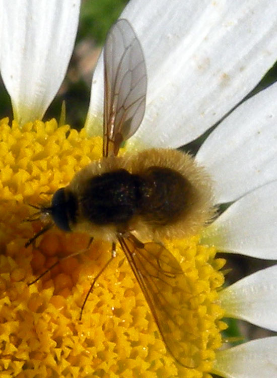 Bombylius sp (Bombyliidae)